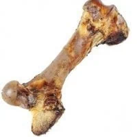 עצם דינו ענקית